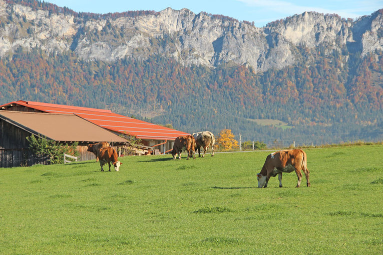 IMG_8585.jpg © LK Tirol IMG_8585.jpg © LK Tirol