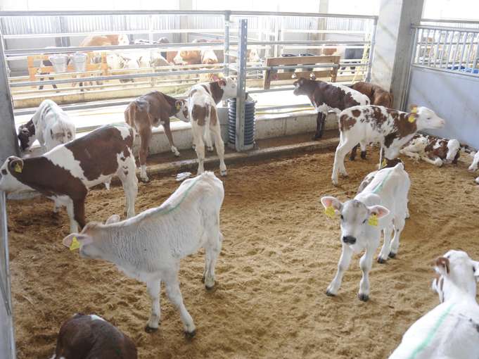 Land verdoppelt die Mittel für das  Salzburger Kälberprojekt.jpg © Dürnberger Land verdoppelt die Mittel für das  Salzburger Kälberprojekt.jpg © Dürnberger