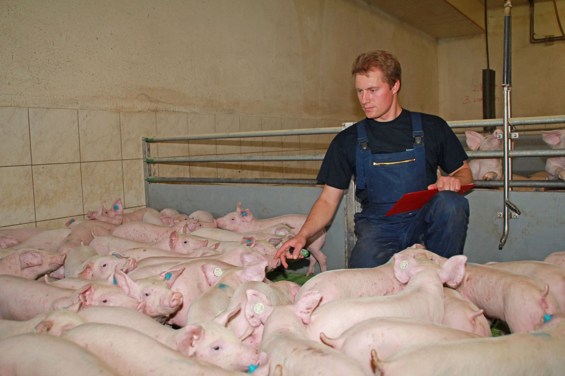 Ferkel_beobachten_J_6-ID64505.jpg © agrarfoto.com Ferkel_beobachten_J_6-ID64505.jpg © agrarfoto.com