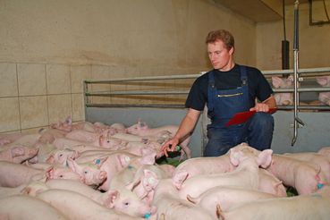 Ferkel_beobachten_J_6-ID64505.jpg © agrarfoto.com Ferkel_beobachten_J_6-ID64505.jpg © agrarfoto.com