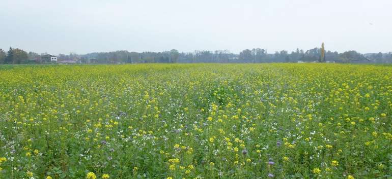 Flächenmonitoring BWSB-Begrünungen Flächenmonitoring BWSB-Begrünungen