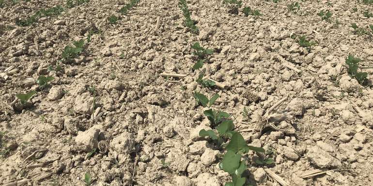 Bio-Sojabohne_Bonitur am 6. Juni 2023 .jpg © BWSB/Gerstl