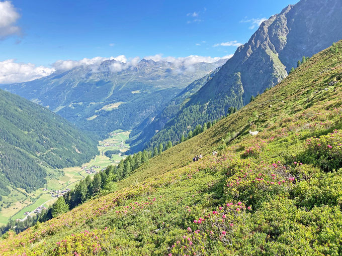 Exponierte-Almfla╠êchen-oberhalb-des-Kaunertales-sind-mit-Almrosen,-Heidelbeeren-und-Zergwacholder.jpg © LK Tirol