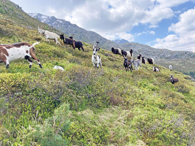 Kontrollierte-Ziegenweide-im-Hochgebirge-unterhalb-vom-Mooskopf.jpg © LK Tirol