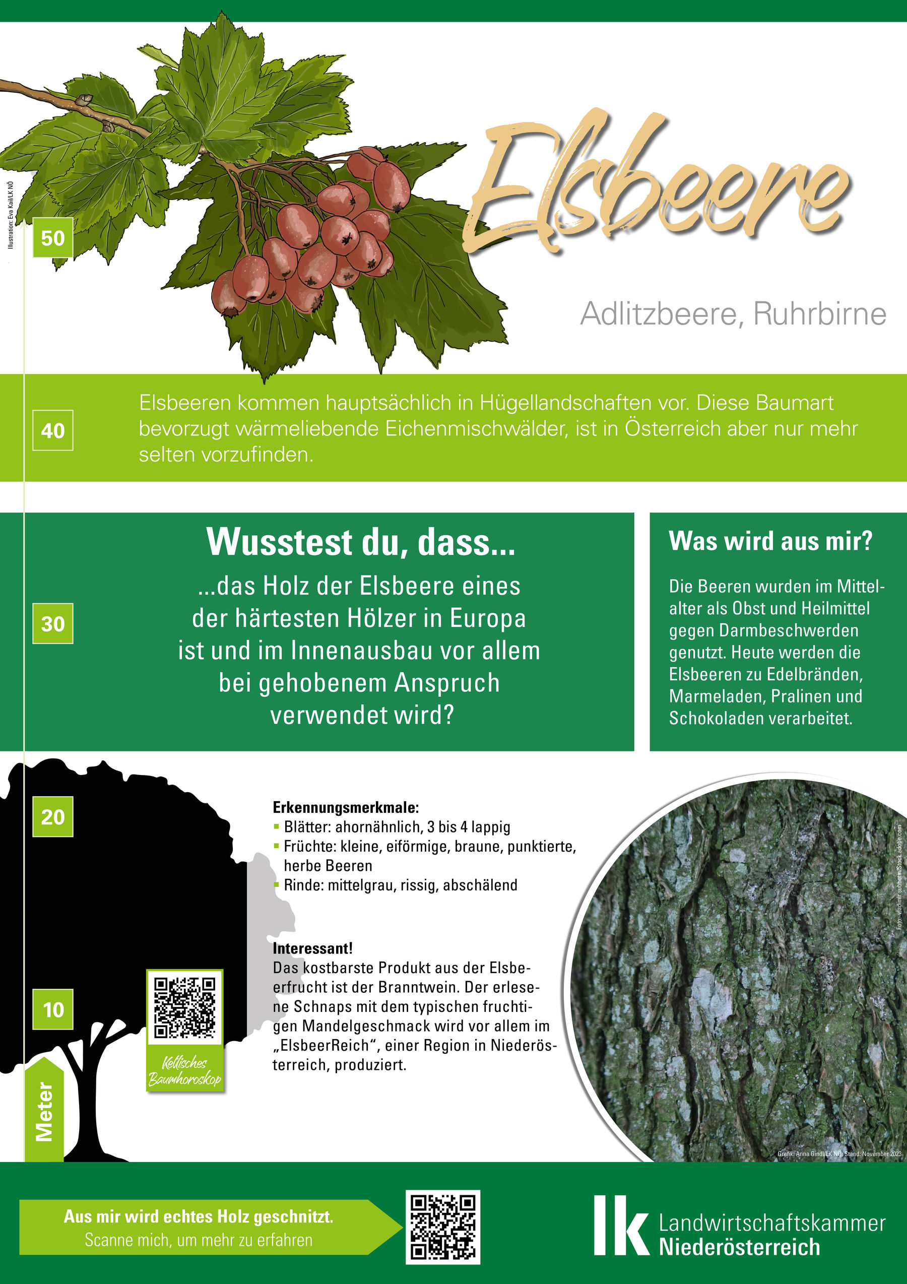 Elsbeere_Bauminfotafel.jpg © LK Niederösterreich