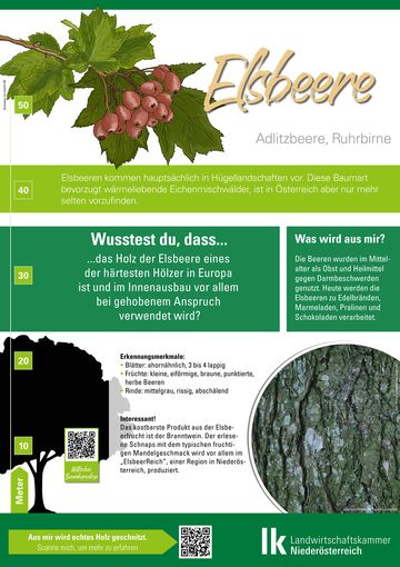 Elsbeere_Bauminfotafel.jpg © LK Niederösterreich