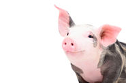 Tierhaltererklärung für alle Schweinehalter  ab 2024 Pflicht.jpg © AdobeStock/light- poet, sonsedskaya Tierhaltererklärung für alle Schweinehalter  ab 2024 Pflicht.jpg © AdobeStock/light- poet, sonsedskaya