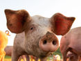 Tierhaltererklärung für alle Schweinehalter  ab 2024 Pflicht © light-poet sonsedskaya/adobe.stock.com