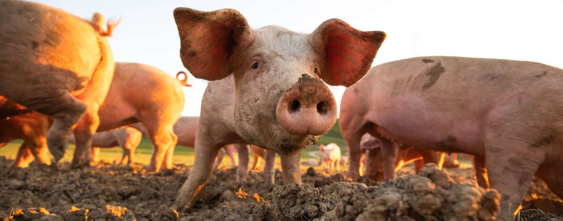 Tierhaltererklärung für alle Schweinehalter  ab 2024 Pflicht.jpg © light-poet sonsedskaya/adobe.stock.com Tierhaltererklärung für alle Schweinehalter  ab 2024 Pflicht.jpg © light-poet sonsedskaya/adobe.stock.com