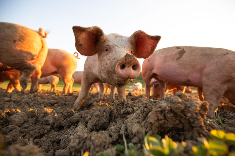 Tierhaltererklärung für alle Schweinehalter ab 2024 Pflicht.jpg © AdobeStock/light- poet, sonsedskaya Tierhaltererklärung für alle Schweinehalter ab 2024 Pflicht.jpg © AdobeStock/light- poet, sonsedskaya