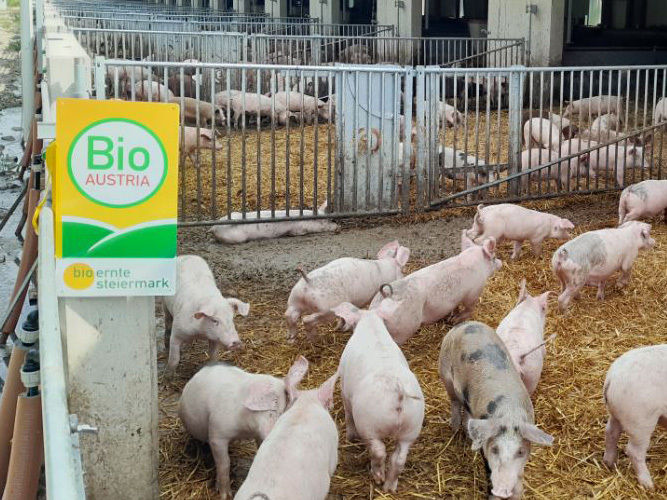Bio Schweinehaltung.jpg