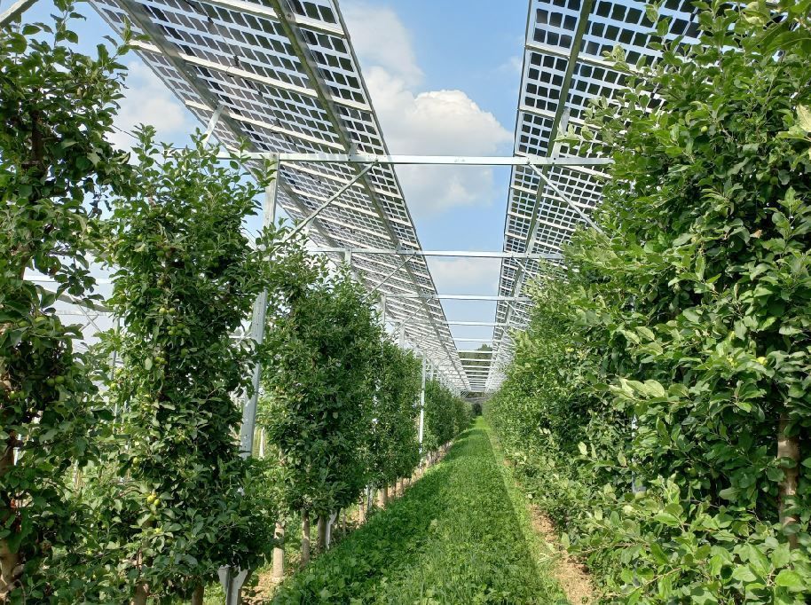 Obstbau Haidegg.jpg © Bio Zentrum Stmk, Claudia Freiding Obstbau Haidegg.jpg © Bio Zentrum Stmk, Claudia Freiding