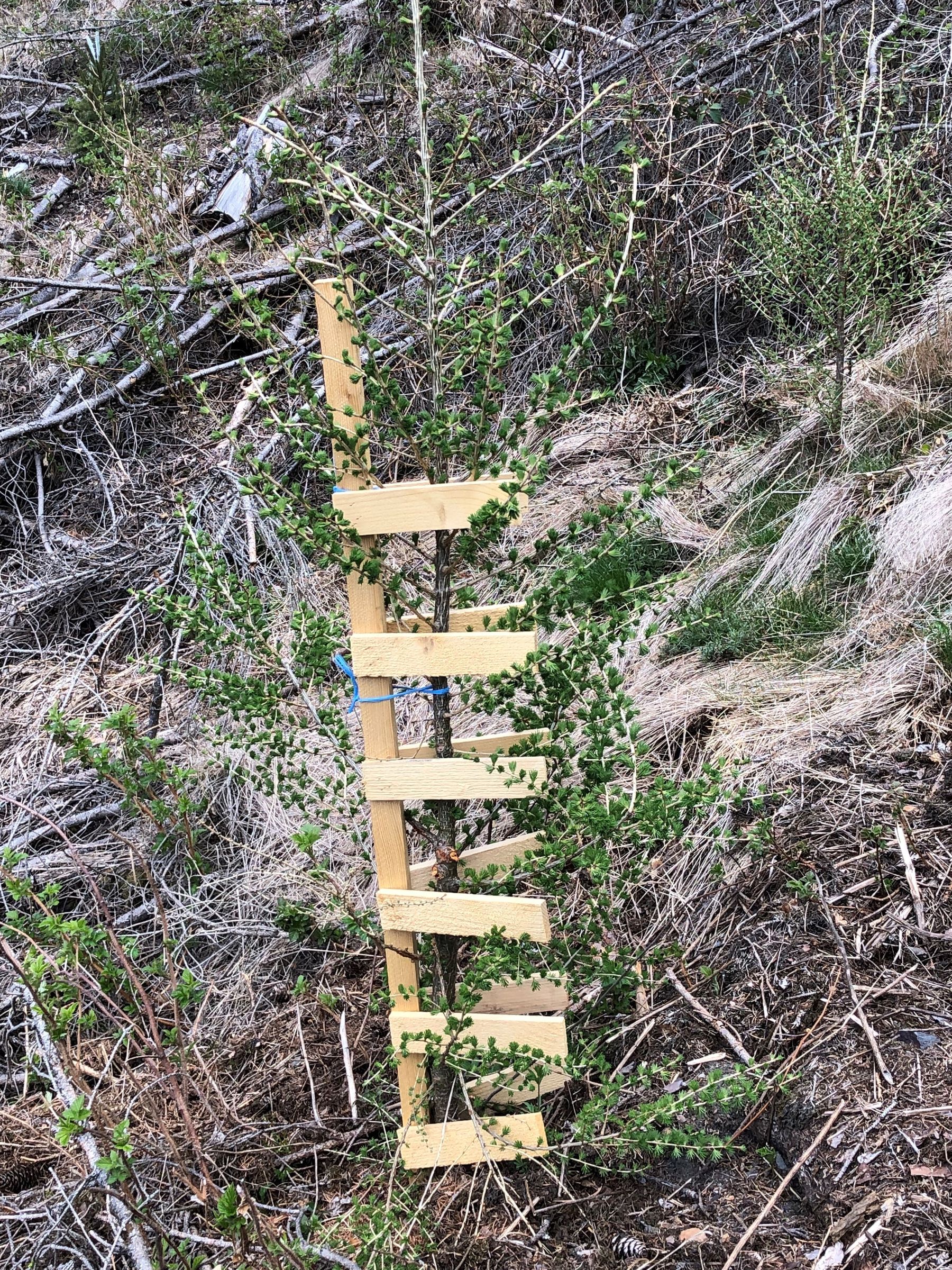 Baumwächter schützt Lärche © Andreas Pusterhofer Baumwächter schützt Lärche © Andreas Pusterhofer