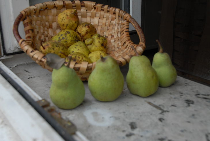 Birnen mit Lagerschorf.jpg Birnen mit Lagerschorf.jpg