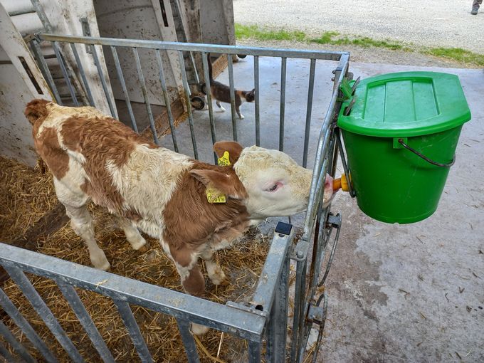 Kalb trinkt © AK Milch Kalb trinkt © AK Milch