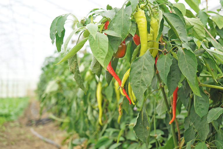 Bio-Gemüse: Nur gemeinsam geht‘s.jpg © Michael Hatheier Bio-Gemüse: Nur gemeinsam geht‘s.jpg © Michael Hatheier