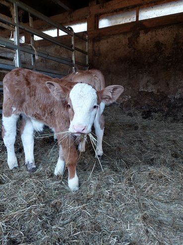 Kalb Enthornung.jpg