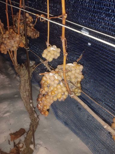 Weinbau Menitz1.jpg © Weinbau Menitz