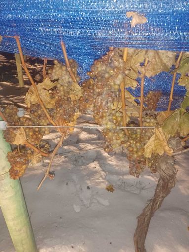 Weinbau Menitz2.jpg © Weinbau Menitz Weinbau Menitz2.jpg © Weinbau Menitz