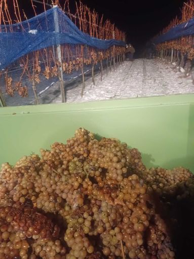 Weinbau Menitz3.jpg © Weinbau Menitz