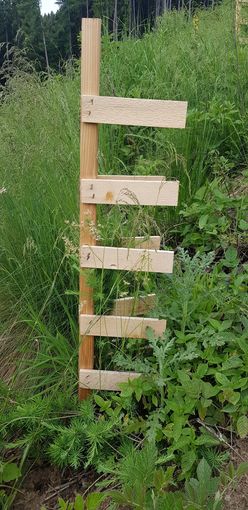 Baumwaechter©Gernot Kummer (4).jpg © Gernot Kummer Baumwaechter©Gernot Kummer (4).jpg © Gernot Kummer
