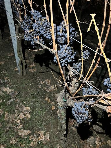 Angerhof Tschida Blaufränkisch2.jpg © Angerhof Tschida