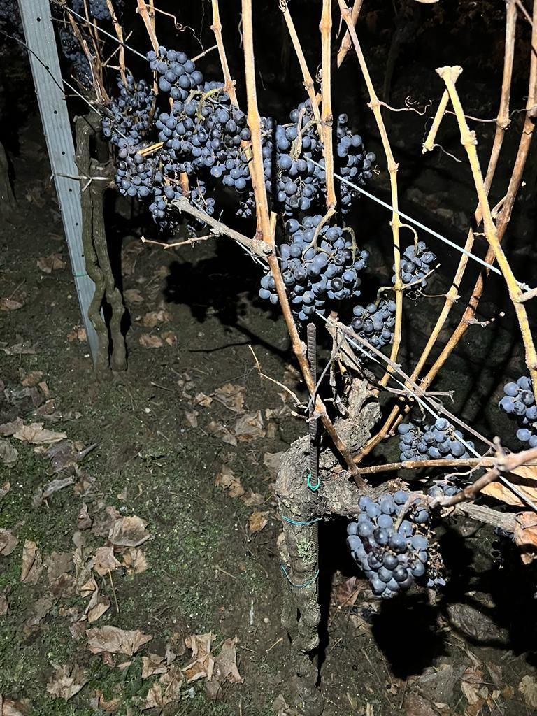 Angerhof Tschida Blaufränkisch2.jpg © Angerhof Tschida Angerhof Tschida Blaufränkisch2.jpg © Angerhof Tschida