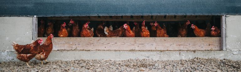 Geflügelpest 1 © AMA