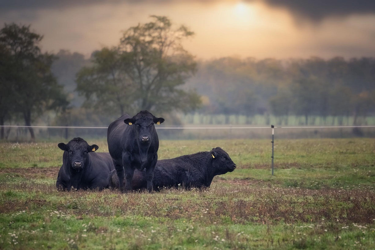 So wirtschaften  Niederösterreichs  Mutterkuh-Betriebe.jpg © Sandra Pfuner So wirtschaften  Niederösterreichs  Mutterkuh-Betriebe.jpg © Sandra Pfuner