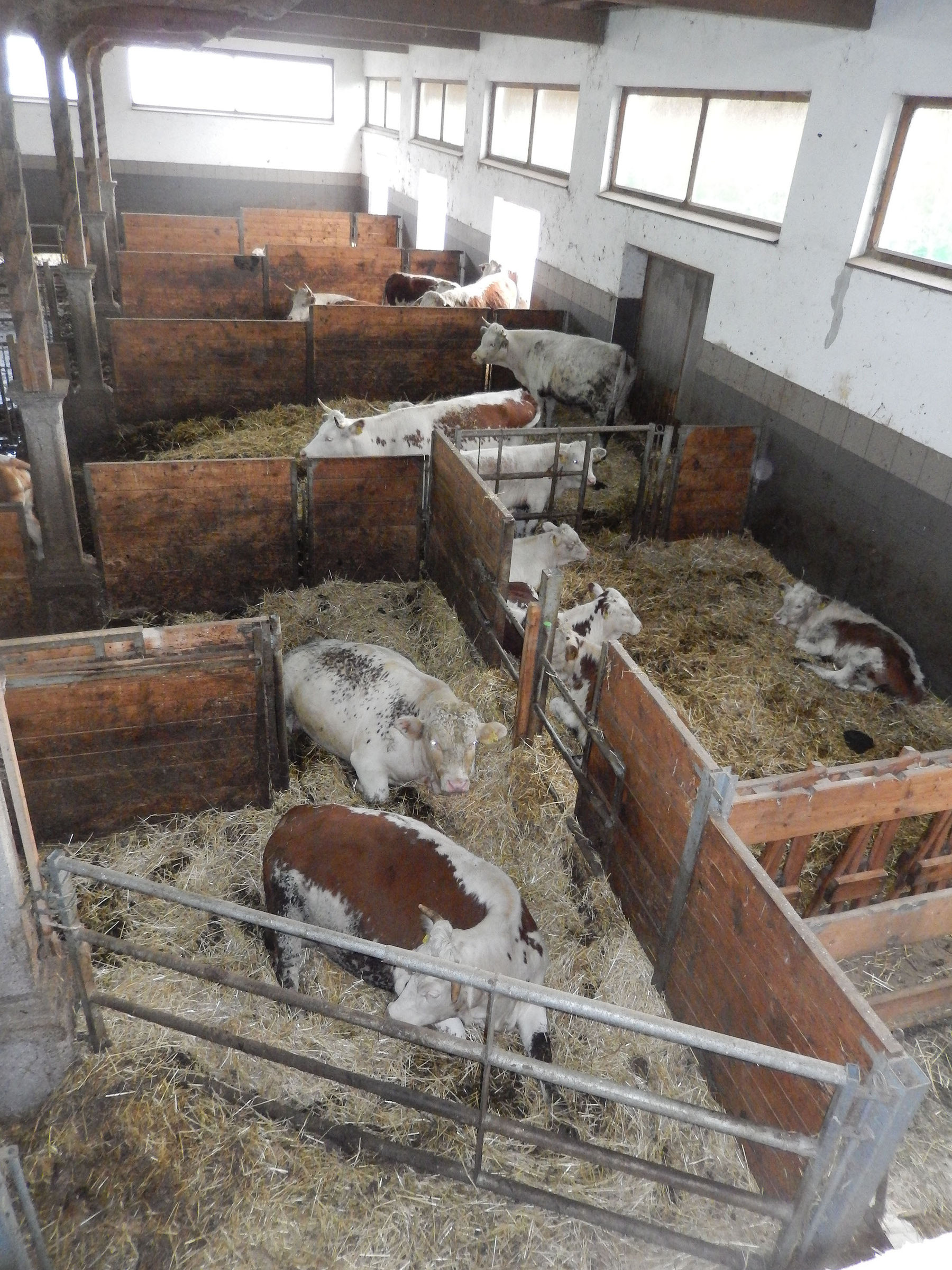 So wirtschaften  Niederösterreichs  Mutterkuh-Betriebe.jpg © Sandra Pfuner So wirtschaften  Niederösterreichs  Mutterkuh-Betriebe.jpg © Sandra Pfuner