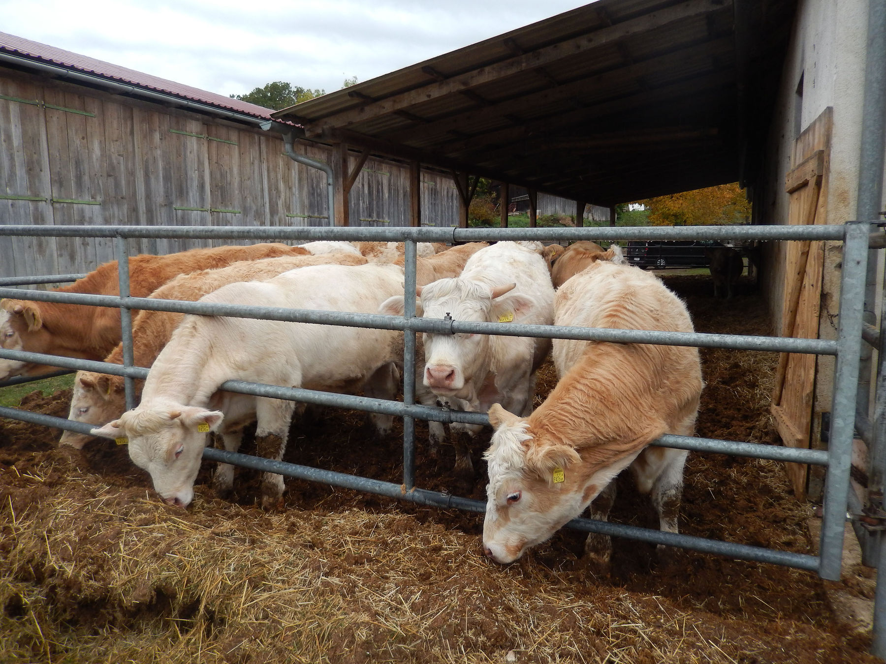 So wirtschaften  Niederösterreichs  Mutterkuh-Betriebe.jpg © Sandra Pfuner So wirtschaften  Niederösterreichs  Mutterkuh-Betriebe.jpg © Sandra Pfuner