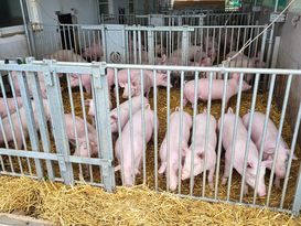 4. Quartal 2023 Vorläufige Bilanz zum Schweinejahr 2023 Foto (1).jpg 4. Quartal 2023 Vorläufige Bilanz zum Schweinejahr 2023 Foto (1).jpg