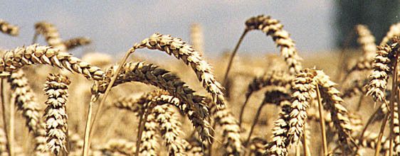 Weizen_ LK OÖ © LK OÖ