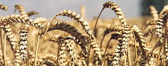 Weizen_ LK OÖ © LK OÖ