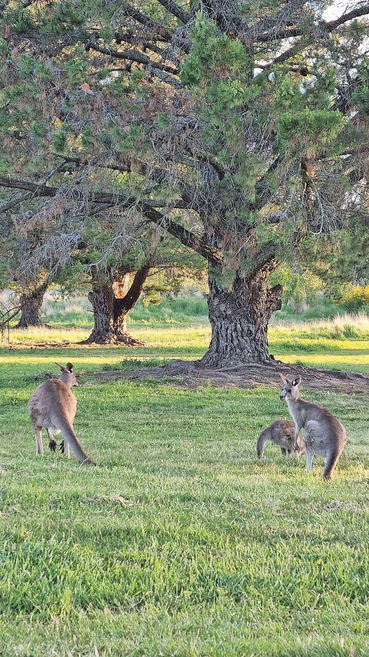 Pinzgauer-Rinder:  Zwischen Palmen und Kangaroos.jpg