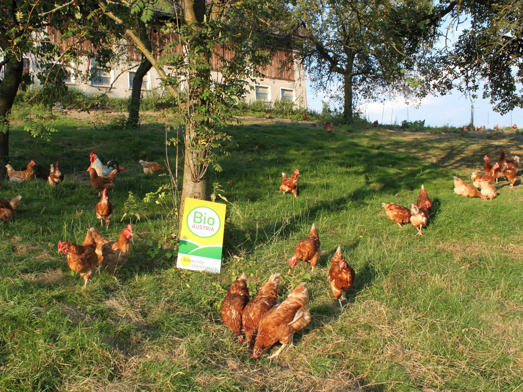 Geflügel, Legehennen 2023.jpg © Viktoria Görgl Geflügel, Legehennen 2023.jpg © Viktoria Görgl