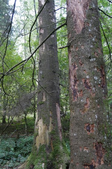 Biotopbaum.jpg © Krogger Biotopbaum.jpg © Krogger