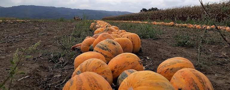 Ölkürbis vor der Ernte.jpg