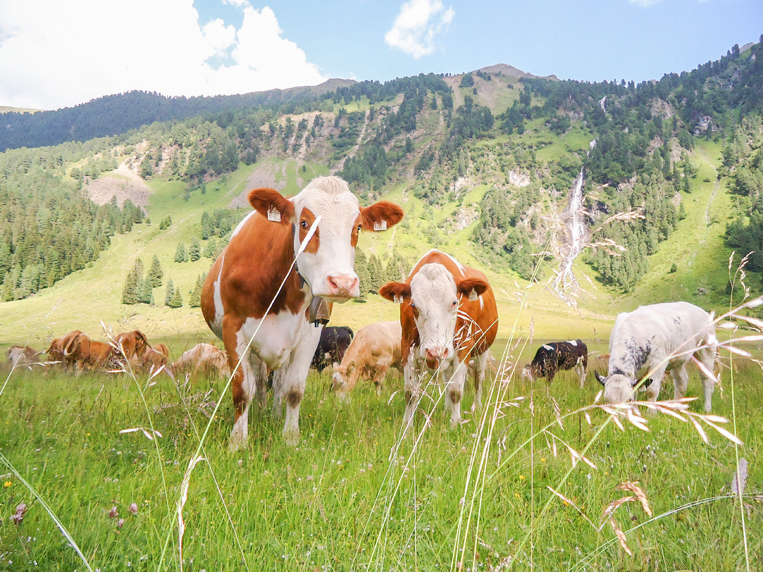 Fleckvieh, Weide 1 (Ruetz) Kopie.jpg © Ruetz Fleckvieh, Weide 1 (Ruetz) Kopie.jpg © Ruetz