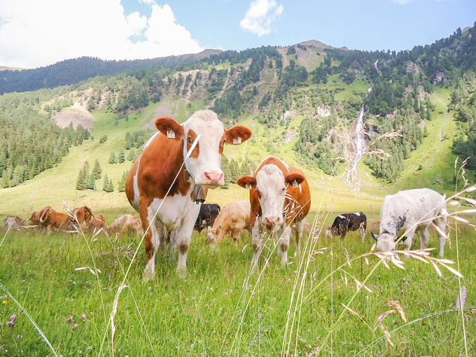 Fleckvieh, Weide 1 (Ruetz) Kopie.jpg © Ruetz Fleckvieh, Weide 1 (Ruetz) Kopie.jpg © Ruetz