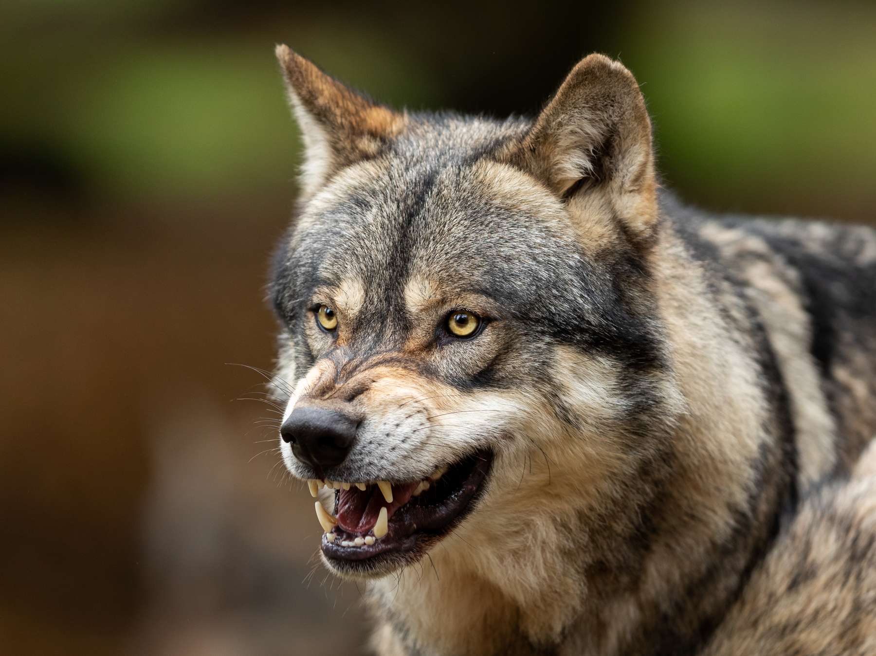 Wolf  AdobeStock_297754263.jpg © Adobe Stock