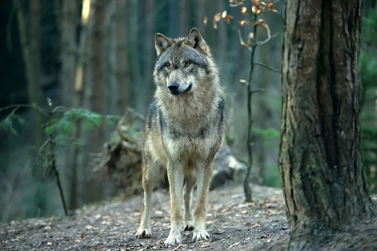 Wolf.jpg © Andreas Rose/stock.adobe.com
