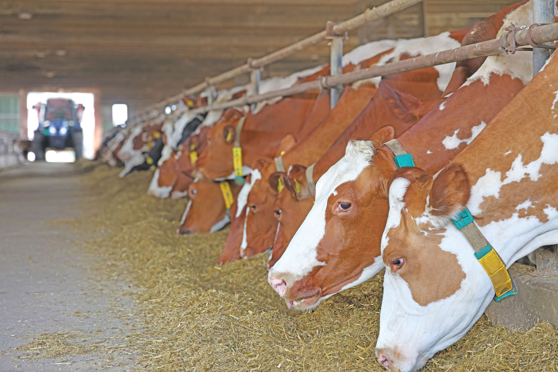 Einkommen in der Landwirtschaft 2023 gesunken.jpg © AdobeStock Einkommen in der Landwirtschaft 2023 gesunken.jpg © AdobeStock