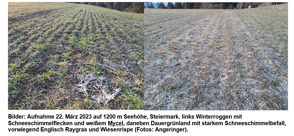 Schneeschimmel.png © Angeringer/LK Steiermark Schneeschimmel.png © Angeringer/LK Steiermark