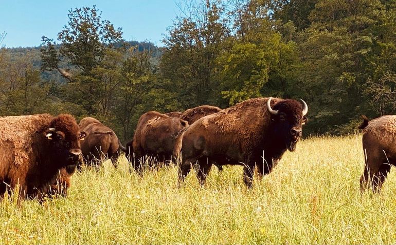 Bisonzucht Kogelhof.jpg