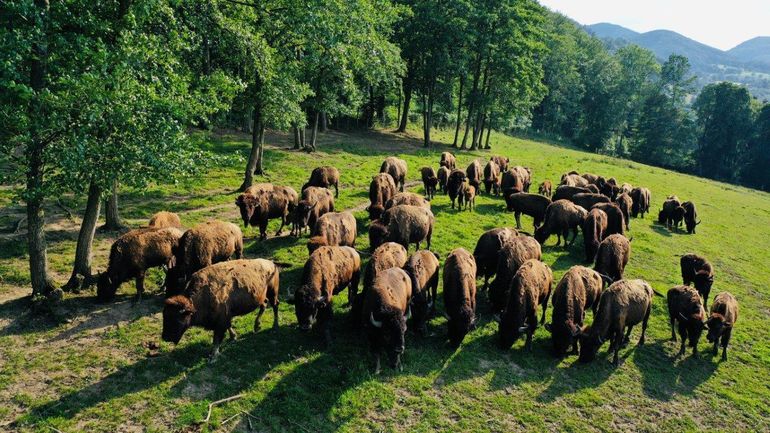 Bisonzucht Kogelhof.jpg