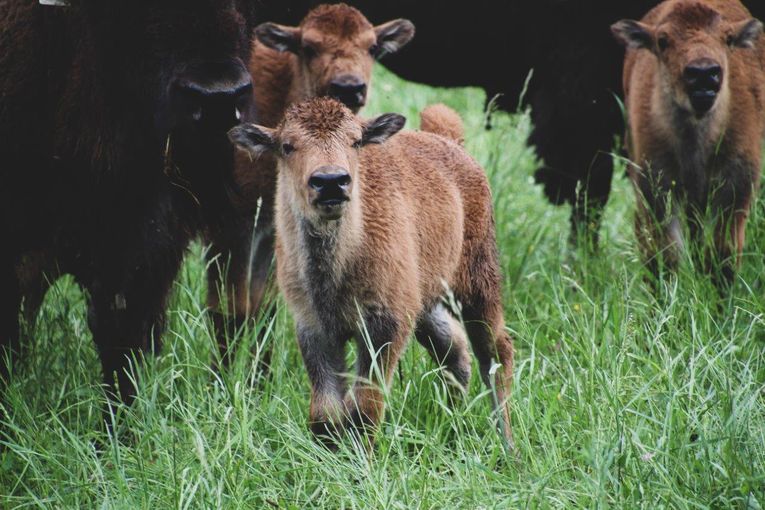 Bisonzucht Kogelhof.jpg