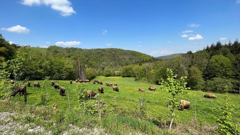 Bisonzucht Kogelhof.jpg