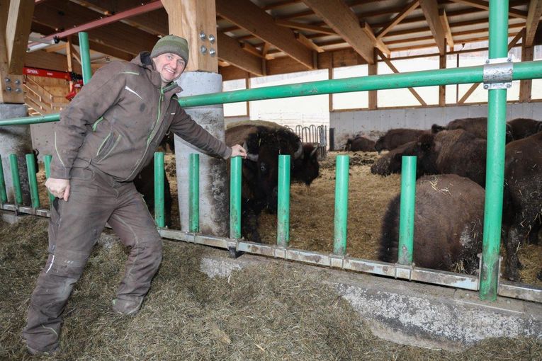 Bisonzucht Kogelhof.jpg © Paula Pöchlauer-Kozel/LK Niederösterreich