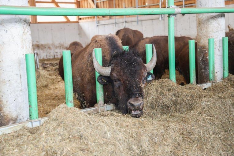 Bisonzucht Kogelhof.jpg © Paula Pöchlauer-Kozel/LK Niederösterreich